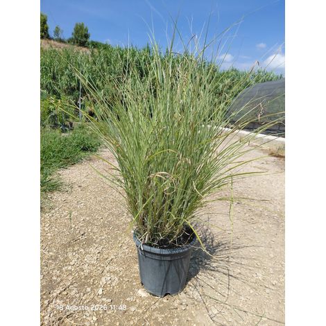 MISCANTHUS MORNING LIGHT POT 30
