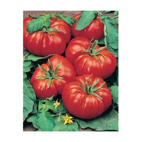 TOMATE MARMANDE VR