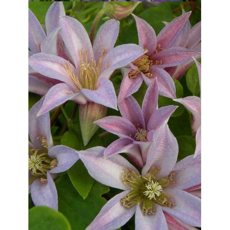 Clématite Mienie Belle® 'Zomibel' Pot de 2L/3L