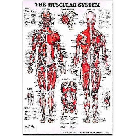Anatomisches Poster-Set zum Muskel- und Skelettsystem – Anatomie des menschlichen Skeletts und der Muskulatur – einseitig, 19 x 27 Zoll-12