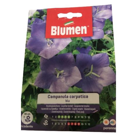 Semi campanula carpatica blu Blumen
