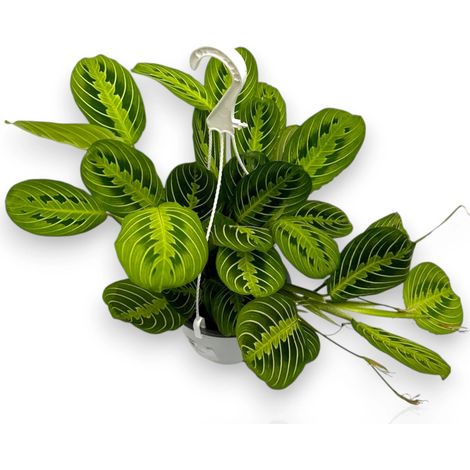 Gardenaria Maranta leuconeura 'Lemon Lime' - Pianta da interno ornamentale - Altezza: 40 cm (vaso 15)