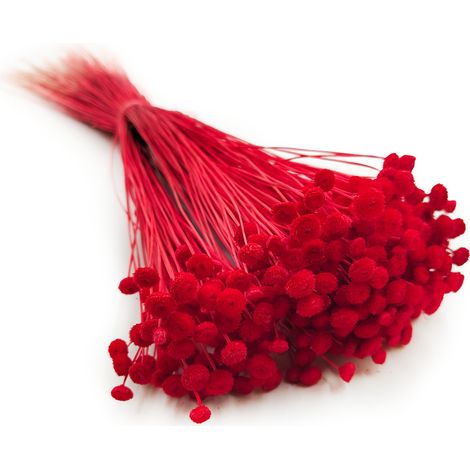 Botao Amarelino - (Amarelinho) - rot (1/5)