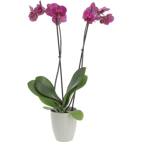 Orchidea Phalaenopsis Fucsia con Vaso in Ceramica Green Elegance - Piante Fiorite Vere da Interno - H 60-70 cm Vaso Ø 12 cm