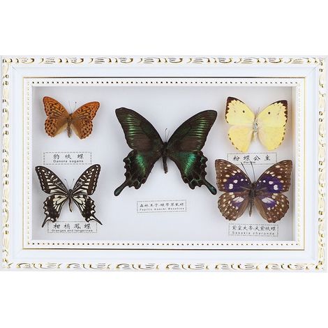 Lot de 5 papillons naturels, présent artisanal, ornement mural pour intérieur, cadre blanc, 19,5x29,5x4 cm (1/5)