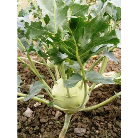 Chou rave 'Blanc de Vienne' le sachet de 700 graines (3g) (1/2)