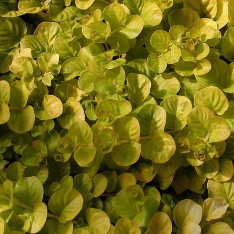 Lysimaque nummularia Aurea | Conditionnement: Lot de 3 godets