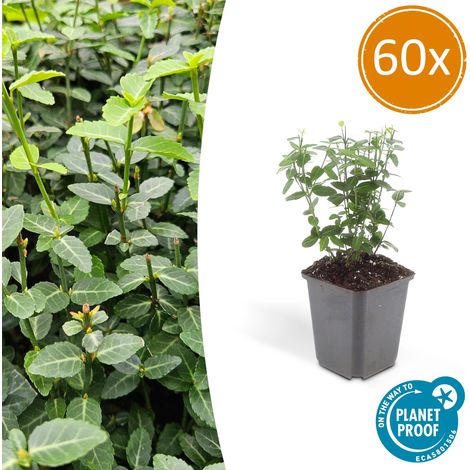 Lot de 60 Euonymus fortunei radicans - Fusain Rampant Couvre-sol Persistant - 10-25 cm - Ø 9 cm - PANGIVO (1/5)
