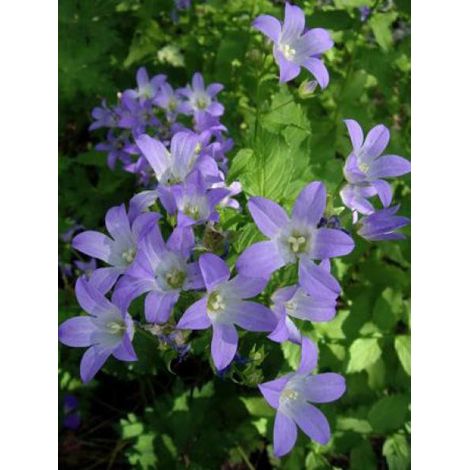 Campanule à fleurs laiteuses Godet de 8/9 cm (1/3)