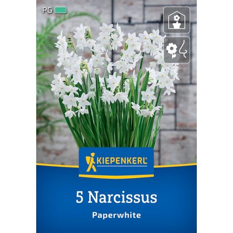 Kiepenkerl Herbstblumenzwiebel Zimmer-Narzisse Paperwhite 5 Pflanzen (1/2)