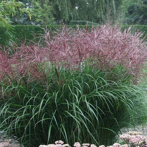 4 x Eulalie  - Miscanthus sinensis 'Ferner Osten'  - godet 9x9
