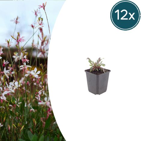 Lot de 12 Gaura lindheimeri Siskiyou Pink Plantes Vivaces à Fleurs Roses Hauteur 10-25 cm Ø 9 cm - PANGIVO (1/5)