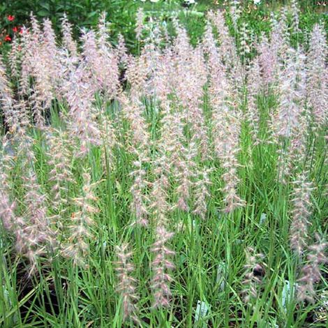 4 x Herbe aux écouvillons - Pennisetum orientale  - godet 9x9 cm (1/5)