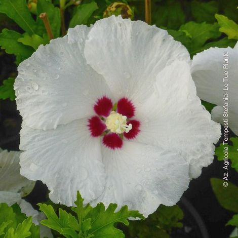 PIANTA DI HIBISCUS SYRIACUS VASO 16 ALTEZZA 30/40 cm (foto reali) COLORI MIX-RED HEART