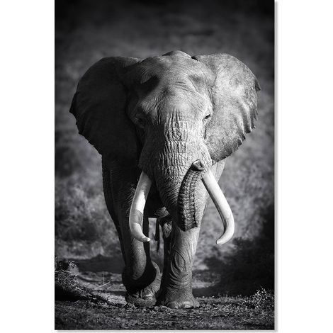 Affiche animaux elephanteau noir et blanc - 40x60cm - made in France (1/5)