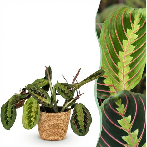 Plante d'intérieur Maranta Fascinator Tricolour - Plante de prière avec Panier - Pot 12cm H25cm - PANGIVO (1/5)