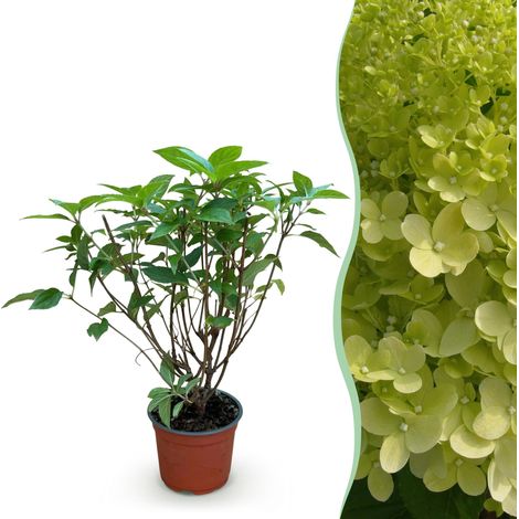 Hortensia Paniculé Limelight - Plante de Jardin Rustique pour Haie et Bordure - Vert Citron - Pot 12cm - PANGIVO (1/5)