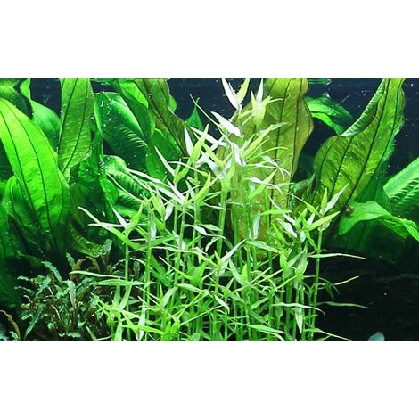 Aquariumpflanze Murdannia keisak Bambus Nr.135