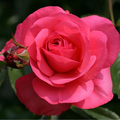 2 x Rosa - Rosier grimpante Kordes - Rosa 'Rosanna'®