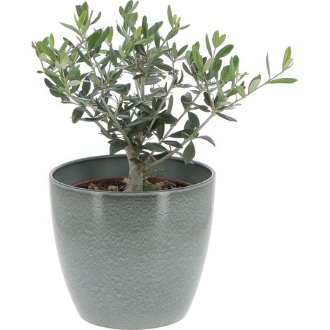 Olivo Bonsai con Vaso in Ceramica Scottish Moss - Olea Europaea - Piante Vere da Interno e Esterno - H 35-40 cm Vaso Ø 20 cm (1/4)