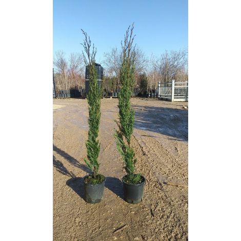 PIANTA DI CUPRESSUS SEMPER.PYRAMIDALIS  "STRICTA" VASO 18  ( FOTO REALI)CM 60/80