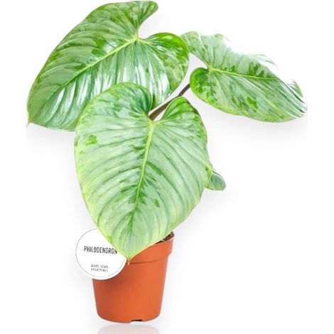 Gardenaria Philodendron 'Sodirol' - Pianta da interno ornamentale - Altezza: 30 cm (vaso 15) (1/4)
