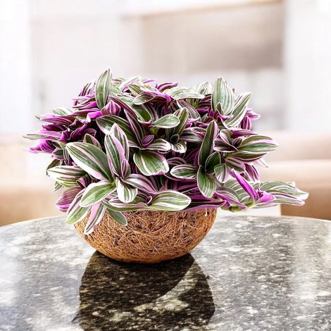 Gardenaria Tradescantia cerinthoides Sweetness - Pianta da interno ornamentale - Altezza: 20 cm (vaso 15)
