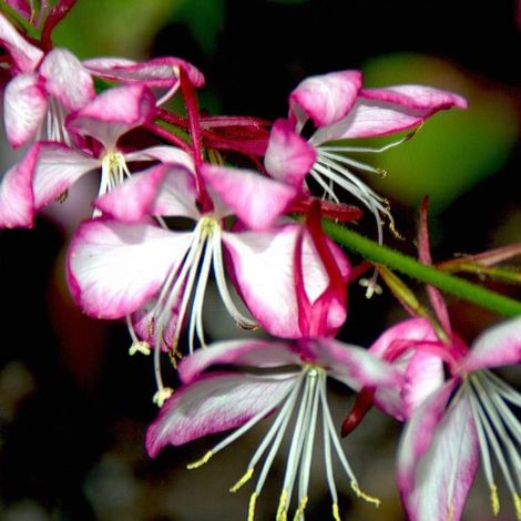 Gaura Rosyjane®/Pot de 5L - 40/60 cm