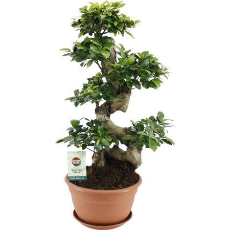 Ficus Ginseng Plante d'Intérieur Décorative Entretien Facile Vert Ø27 cm H70 cm - PANGIVO (1/4)