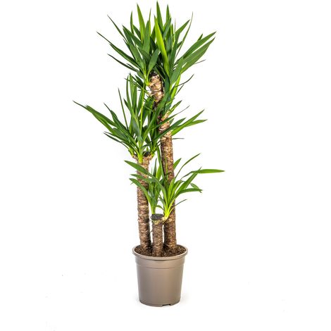 Yucca Elephantipes - Plante d'Intérieur - Tronc Robuste - Ø 24 cm - Hauteur 120-140 cm - PANGIVO (1/5)