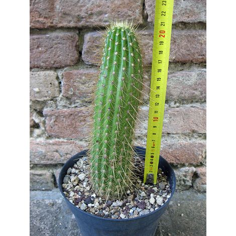 Trichocereus huascha 20 cm, cactus, pianta grassa