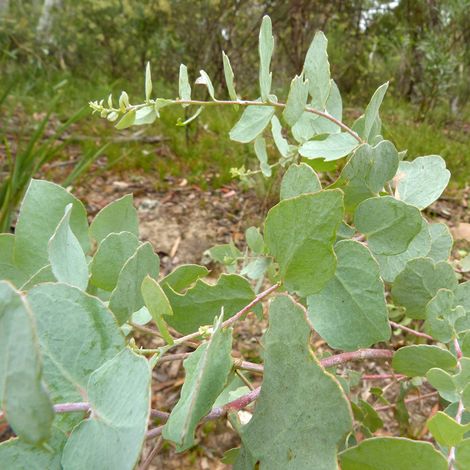 Eucalyptus bridgesiana - Gommier de Bridges Pot de 4L/5L, Pot anti-chignon