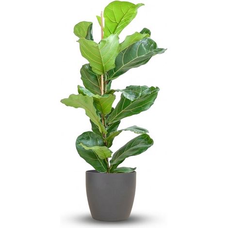 Ficus Lyrata - Plante Verte d'Intérieur avec Pot Biodégradable Gris - Hauteur 80 cm - Ø21 cm - PANGIVO (1/4)