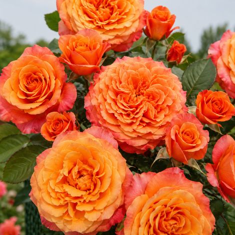 Gardenaria Rosa 'Villa cotta' - Rosa da giardino - Altezza: 35/45 cm (vaso22) (1/3)