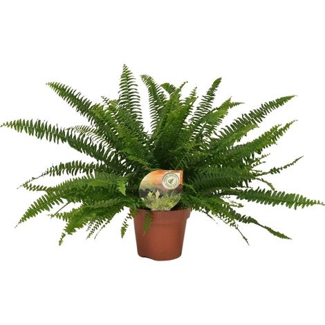 Nephrolepis Green Lady - Fougère de Boston - Plante d'Intérieur - Ø17 cm - Hauteur 40 cm - PANGIVO (1/5)