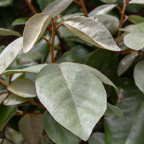 Chalef - Elaeagnus ebbingei 40cm en pot (1/5)