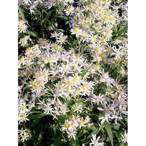 Aster en ombelles Godet de 8/9 cm (1/5)