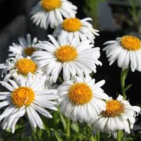4 x Aster des alpes  - Aster alpinus 'Albus'  - godet 9x9 cm (1/4)
