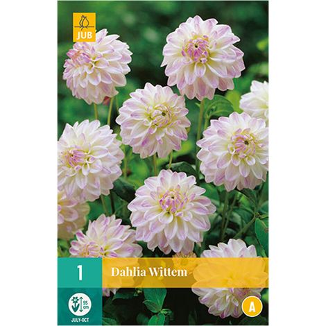 1 bulbe dahlia Wittem Blanc