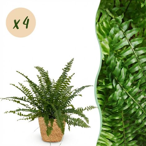 Lot de 4 Fougères Nephrolepsis exaltata Green Lady avec Paniers Plante d'Intérieur Verte Pot 12 cm - PANGIVO (1/5)
