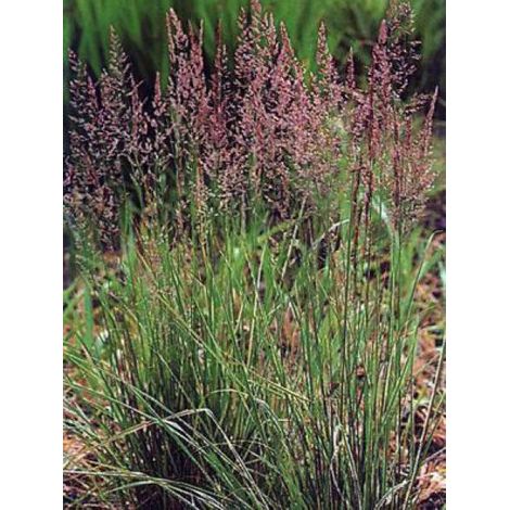 Calamagrostide 'Overdam' Godet de 8/9 cm