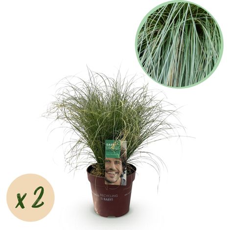 Lot de 2 Graminées Ornementales Carex comans Frosted Curls Vert Argenté Pot 17cm Hauteur 50cm - PANGIVO (1/5)
