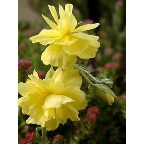 Hélianthème 'Sulphureum Plenum' Godet de 8/9 cm (1/2)