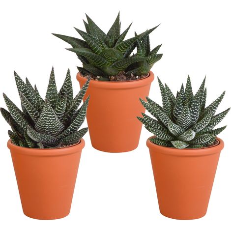 Lot de 3 Plantes Grasses Gasteria et Haworthia en Pot Terre Cuite Méditerranéen Ø 8,5 cm - PANGIVO (1/5)