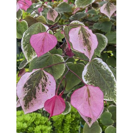 Gainier du Canada 'Carolina Sweetheart' Pot de 3L/4L