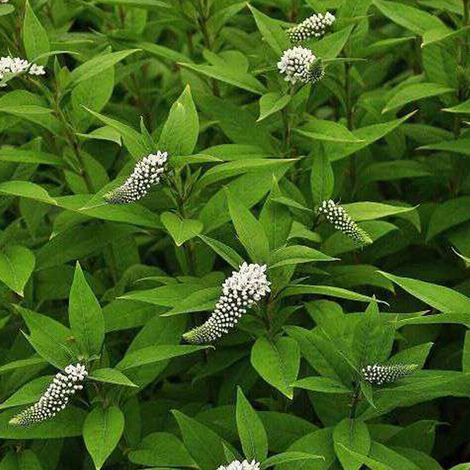 4 x Lysimaque de Chine - Lysimachia clethroides  - godet 9x9 cm