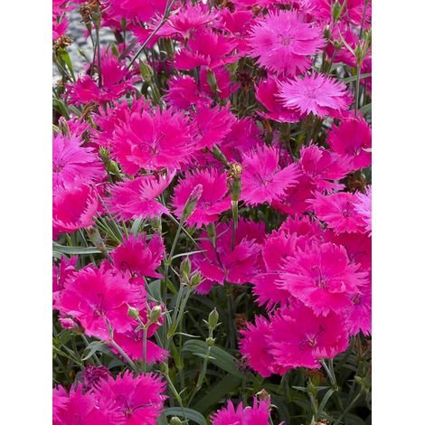 Œillet à plumet 'Suntory Pink' Mini-motte Ø 1,5/2,5 cm (par 3)