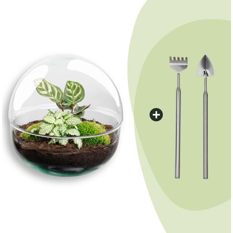 Kit Terrarium Plante DIY Écosystème Autonome Globe en Verre Ø 20 cm avec Fittonia et Calathea - PANGIVO (1/3)