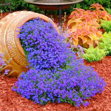 Graines de Sixbépale – 2000 graines pour jardin et potager, Graines de fleurs faciles à cultiver, Couvre-Sol Vivace, Rustique , Bleu (1/3)