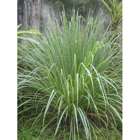 Citronnelle du Gabon, Verveine de l'Inde Godet de 7/8 cm